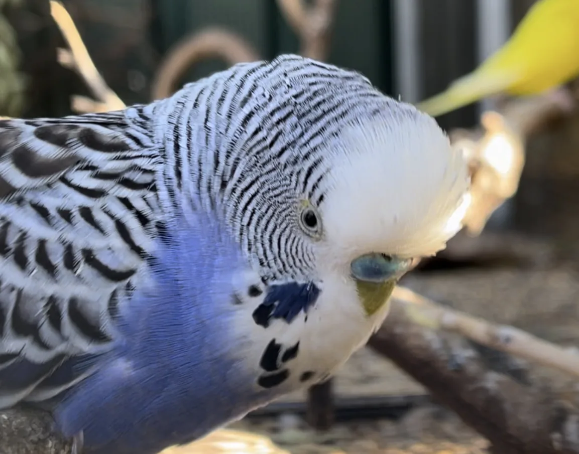 Close-up of Buddy, a blue-and-white budgie with black scalloped markings, tilting its head down
