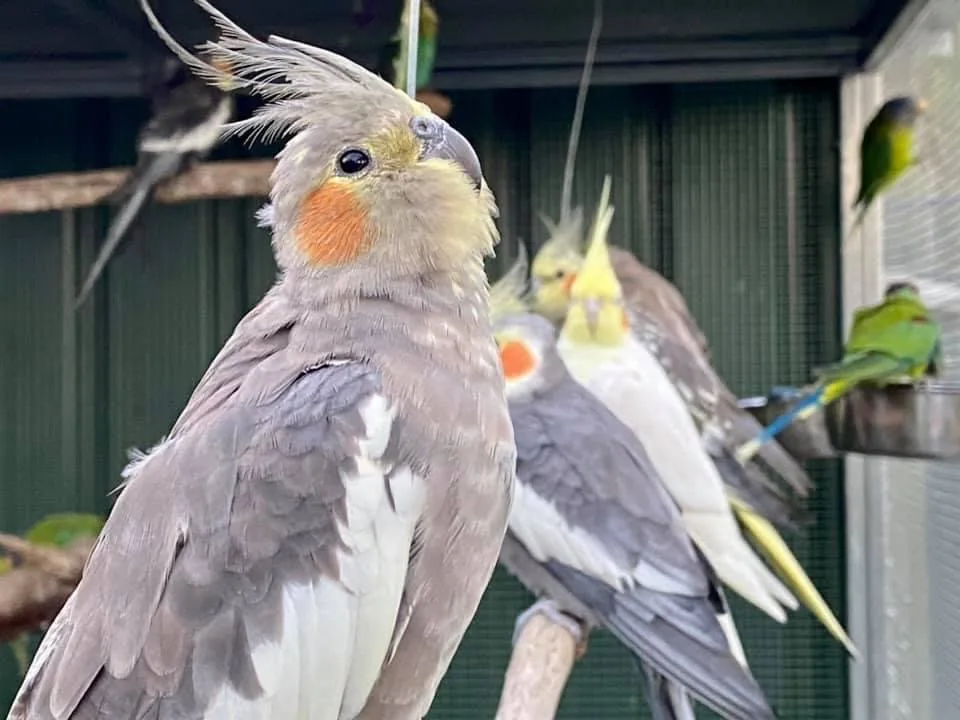 A grey weiro with orange cheeks in the foreground, with other weiros and green birds behind in an aviary